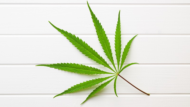 Marijuana cannabis leaf.