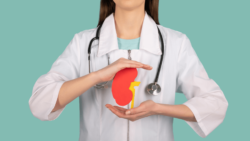 female doctor holds human kidney mockup to depict urology or nephrology